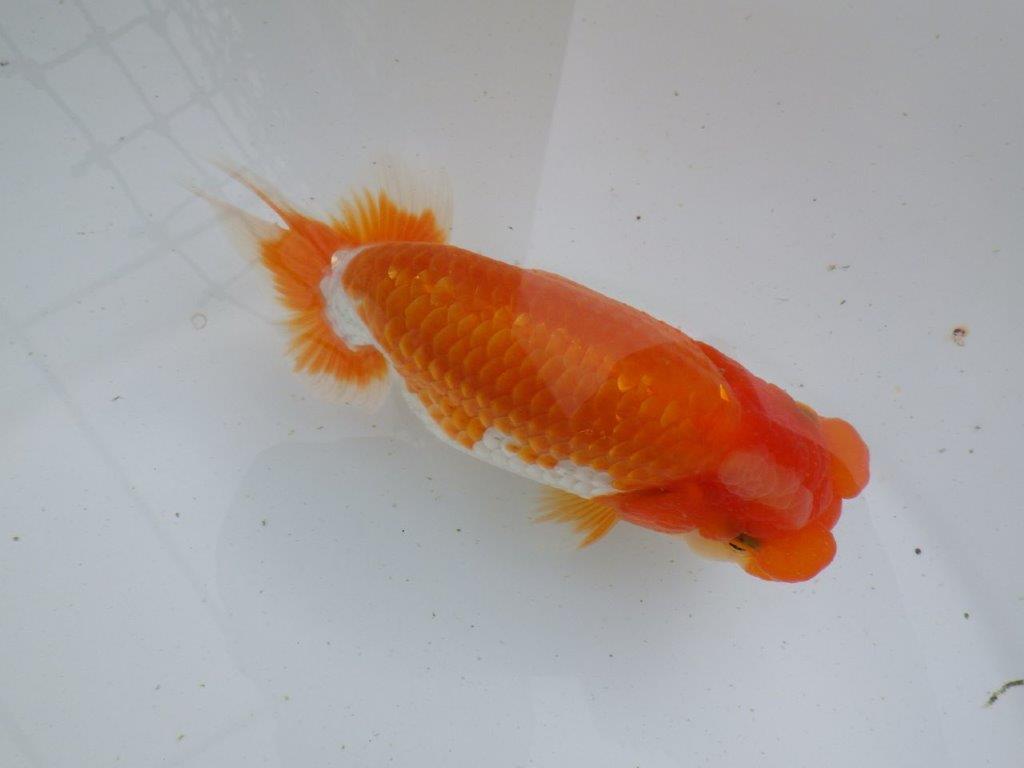 【全国大会東大関獲得ブリーダー 】品評大会に向けて飼育!当歳らんちゅう約15㎝メス?