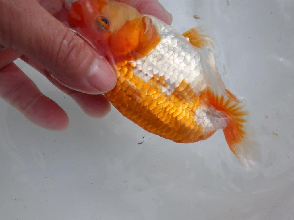【全国大会東大関獲得ブリーダー 】品評大会に向けて飼育!当歳らんちゅう約15㎝メス?