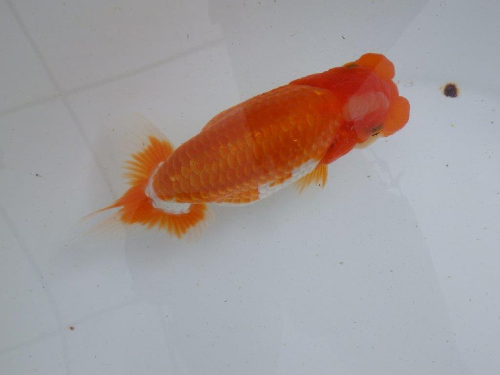 【全国大会東大関獲得ブリーダー 】品評大会に向けて飼育!当歳らんちゅう約15㎝メス?