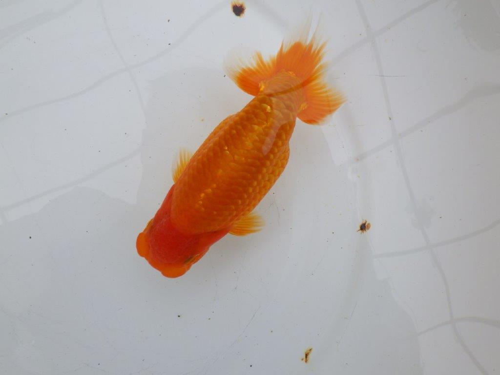 【逸品当歳らんちゅう】弐歳で更に良くなるようならんちゅう　約15,5ｃｍ前後　オス？の上身