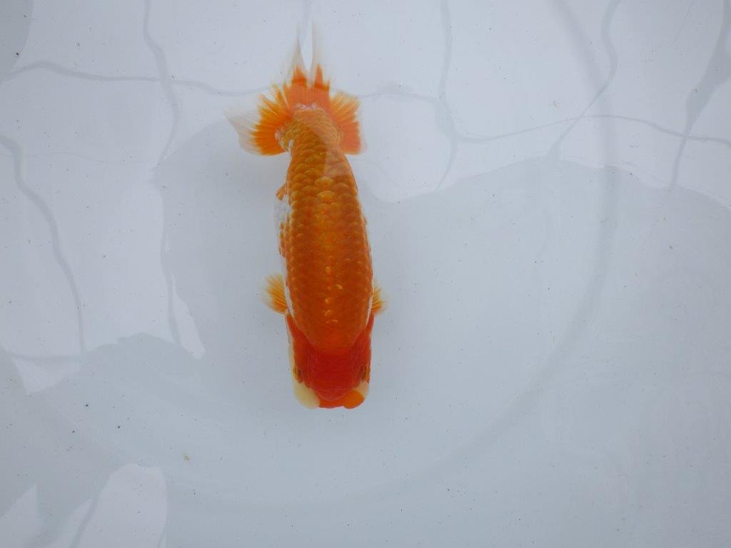 【逸品当歳らんちゅう】　飼い込みお勧め上物更紗らんちゅう　約14,5ｃｍ前後　オス？の上身