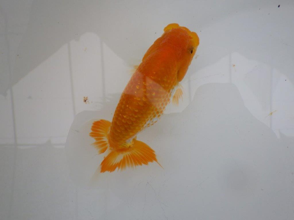 【三重 中井氏 】尾張優魚会の東大関獲得者!当歳らんちゅうA 約12,5㎝メス?