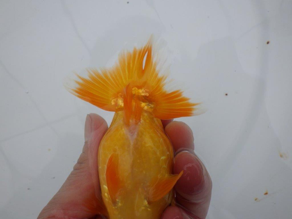 【三重の作りて大森らんちゅう】素晴らしいフンタン!当歳らんちゅう 約12,5㎝メス?