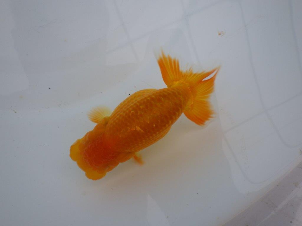 【三重の作りて大森らんちゅう】素晴らしいフンタン!当歳らんちゅう 約12,5㎝メス?