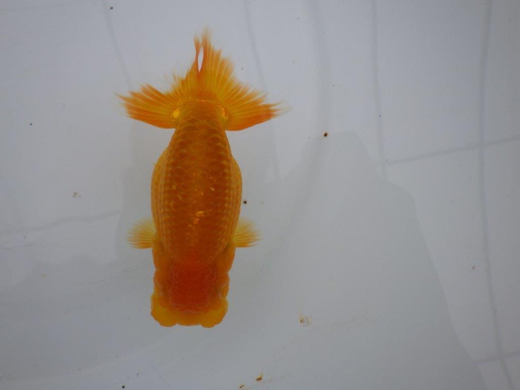 【三重の作りて大森らんちゅう】素晴らしいフンタン!当歳らんちゅう 約12,5㎝メス?