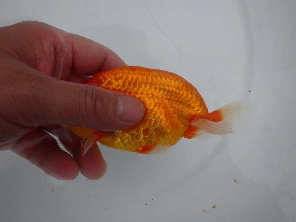 【三重の作りて大森らんちゅう】激レア系統!種にも!当歳らんちゅう 約13,5㎝オス?