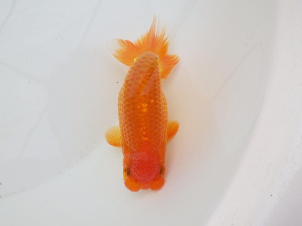 【日らん優等賞獲得ブリーダー】背が綺麗！当歳らんちゅう約14㎝オス？の上身