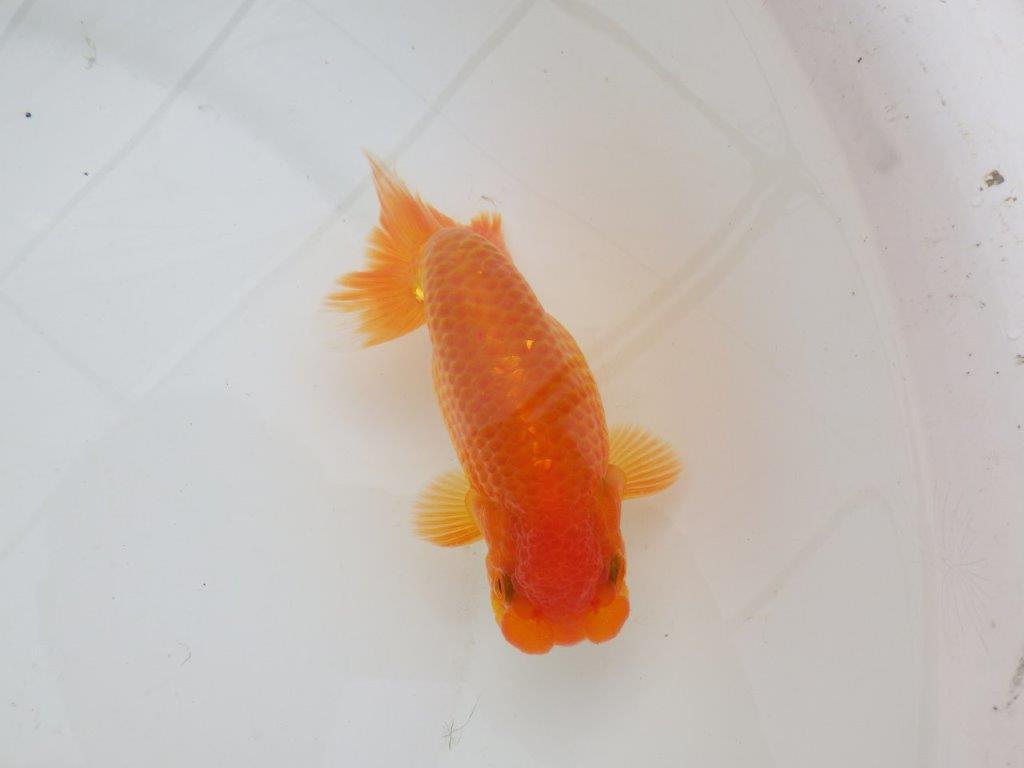 【日らん優等賞獲得ブリーダー】背が綺麗!当歳らんちゅう約14㎝オス?