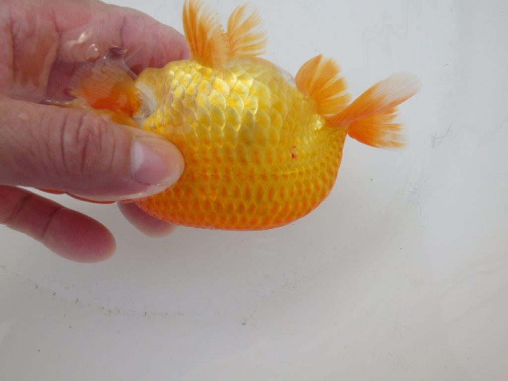 【日らん優等賞獲得ブリーダー】背が綺麗!当歳らんちゅう約14㎝オス?