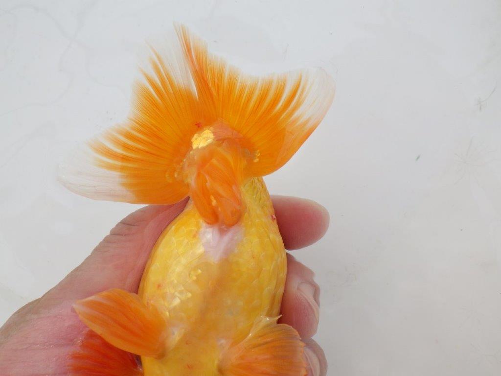 【日らん優等賞獲得ブリーダー】背が綺麗!当歳らんちゅう約14㎝オス?