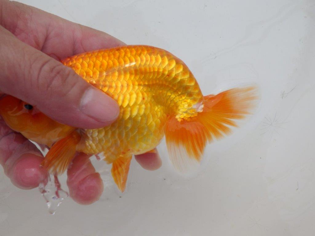 【日らん優等賞獲得ブリーダー】背が綺麗!当歳らんちゅう約14㎝オス?