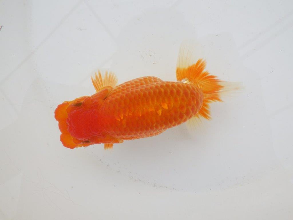 【日らん優等賞獲得ブリーダー】水槽でのご鑑賞がお勧め!当歳らんちゅう約14㎝メス?