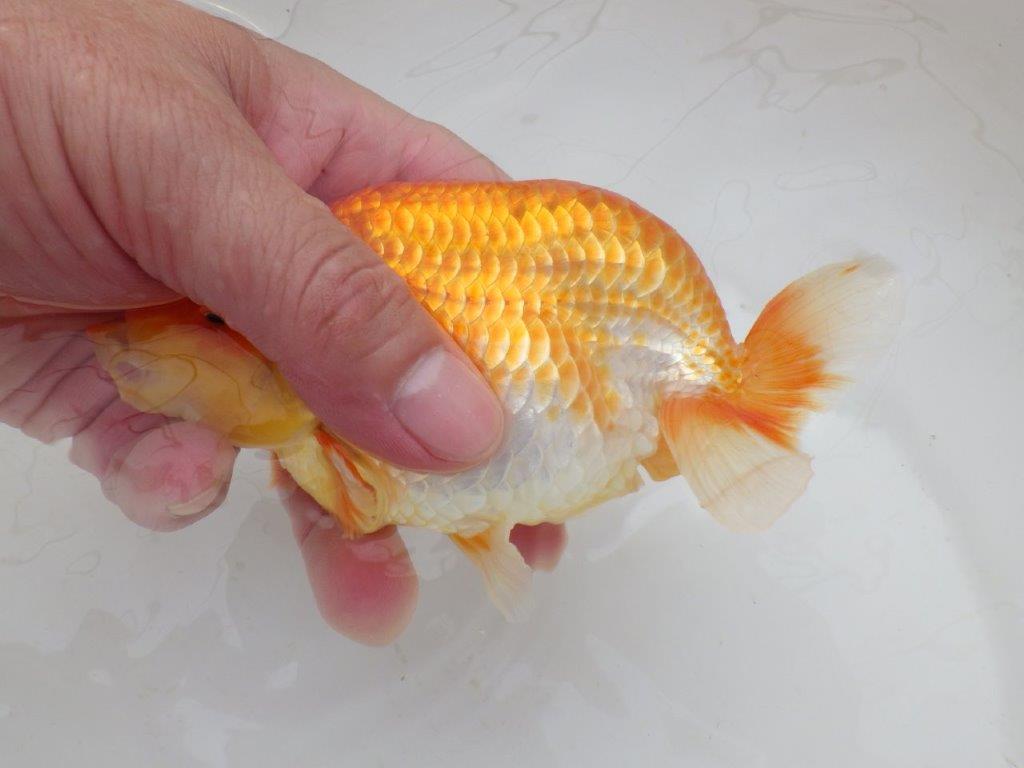 【日らん優等賞獲得ブリーダー】水槽でのご鑑賞がお勧め!当歳らんちゅう約14㎝メス?