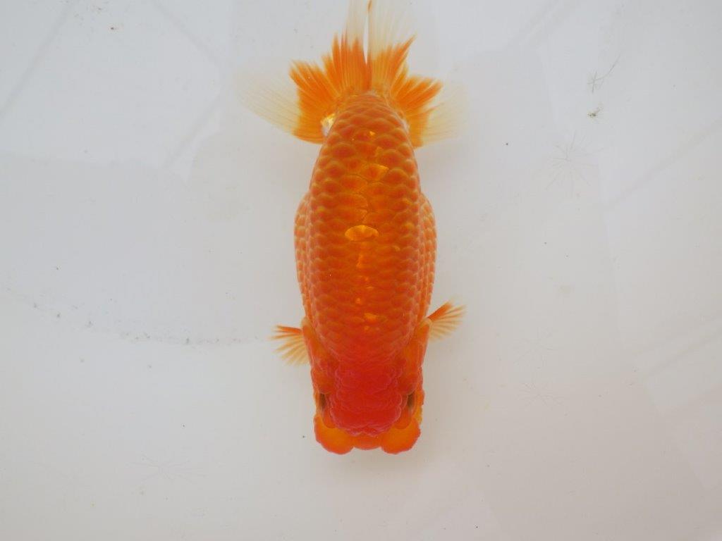 【日らん優等賞獲得ブリーダー】水槽でのご鑑賞がお勧め！当歳らんちゅう約14㎝メス？の上身