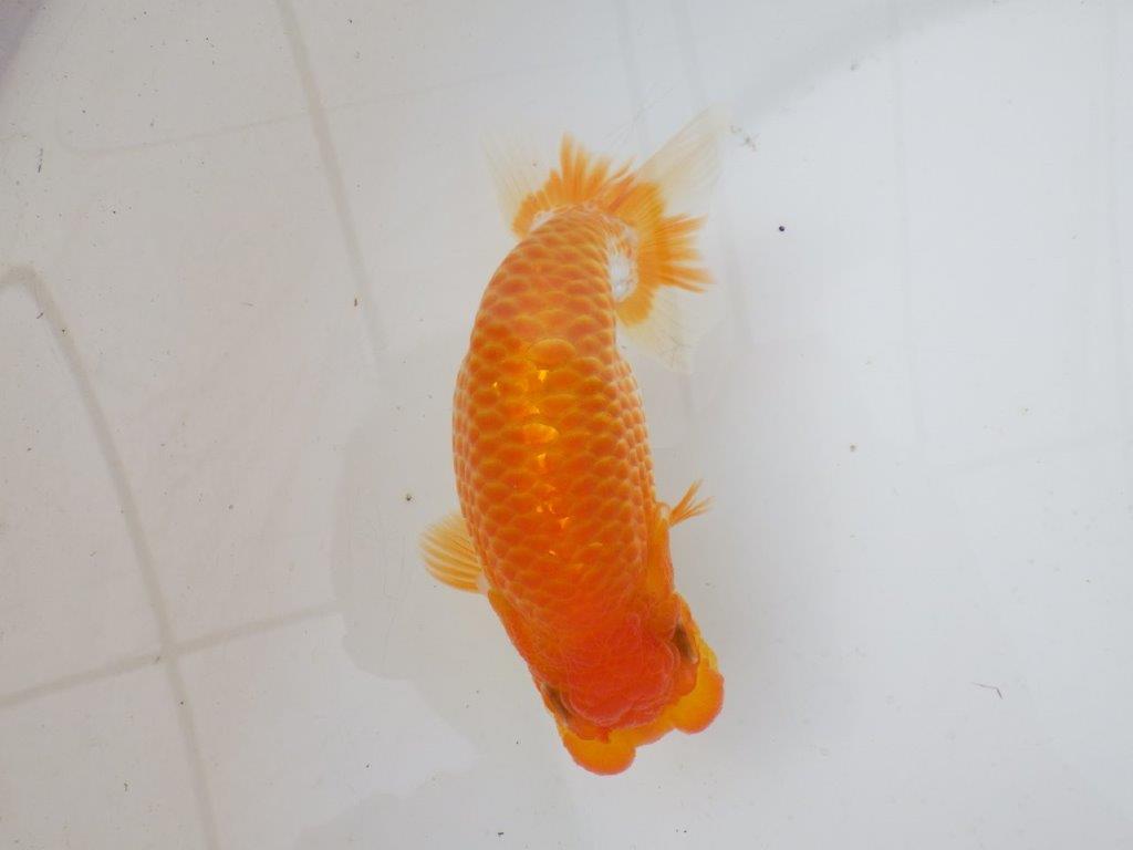 【日らん優等賞獲得ブリーダー】大迫力!当歳らんちゅう約14,5㎝メス?
