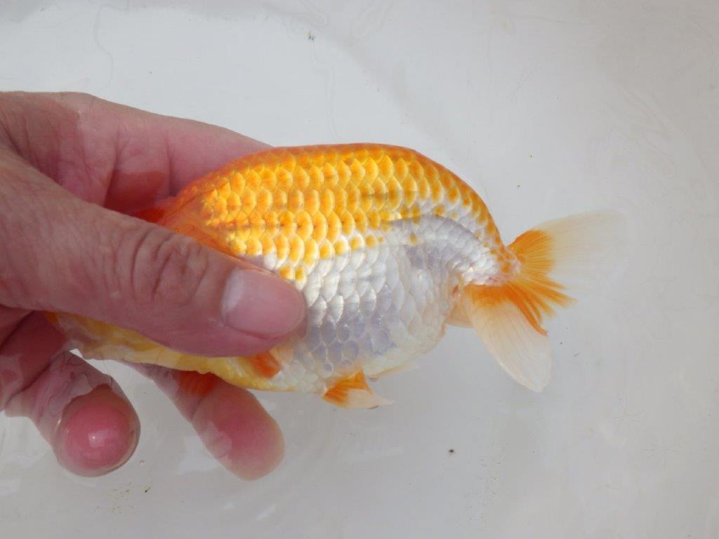 【日らん優等賞獲得ブリーダー】大迫力!当歳らんちゅう約14,5㎝メス?