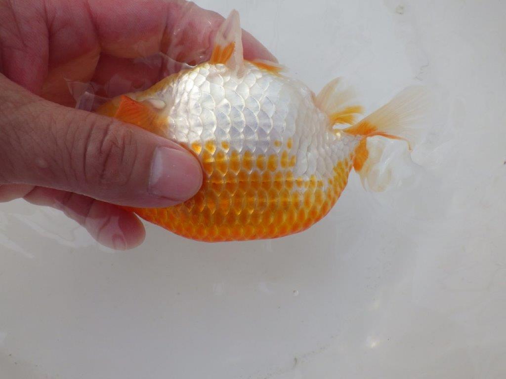 【日らん優等賞獲得ブリーダー】大迫力!当歳らんちゅう約14,5㎝メス?