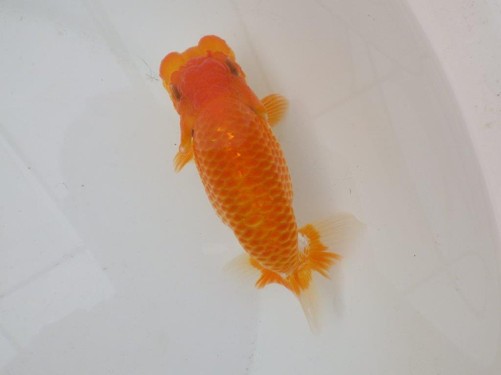 【日らん優等賞獲得ブリーダー】大迫力!当歳らんちゅう約14,5㎝メス?