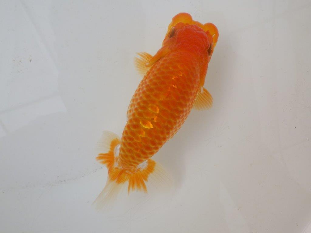 【日らん優等賞獲得ブリーダー】大迫力!当歳らんちゅう約14,5㎝メス?