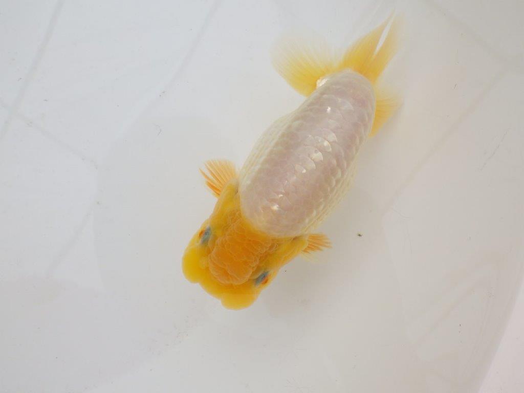 【日らん優等賞獲得ブリーダー】上物白らんちゅう!両手は赤!当歳らんちゅう約14,5㎝メス?