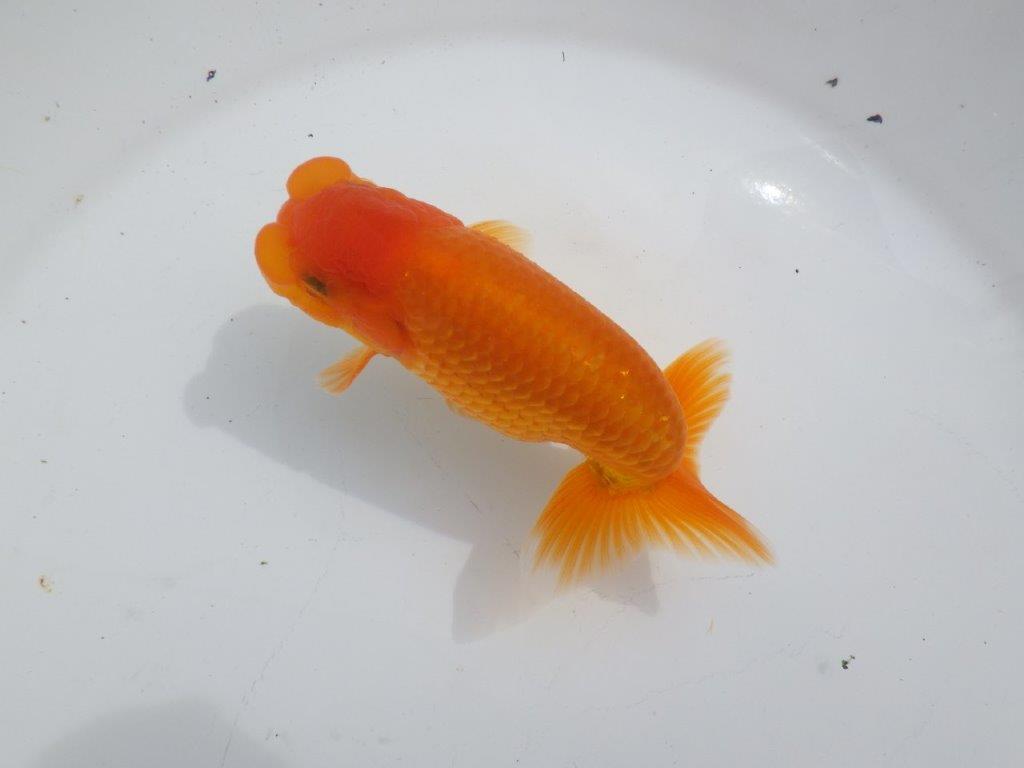 【全国大会東大関獲得ブリーダー 】種にもお使い頂きたい当歳らんちゅう約13㎝オス?
