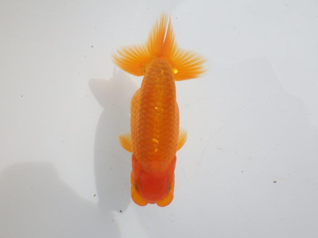 【全国大会東大関獲得ブリーダー 】種にもお使い頂きたい当歳らんちゅう約13㎝オス?