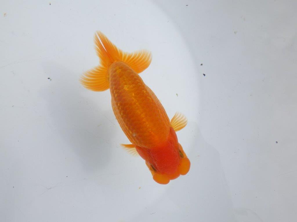 【全国大会東大関獲得ブリーダー 】種にもお勧め当歳らんちゅう約13,5㎝オス?