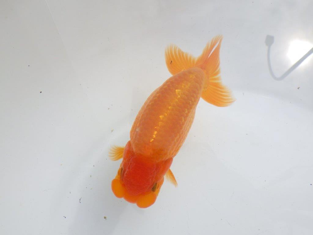 【全国大会東大関獲得ブリーダー 】種にもお勧め当歳らんちゅう約13,5㎝オス?