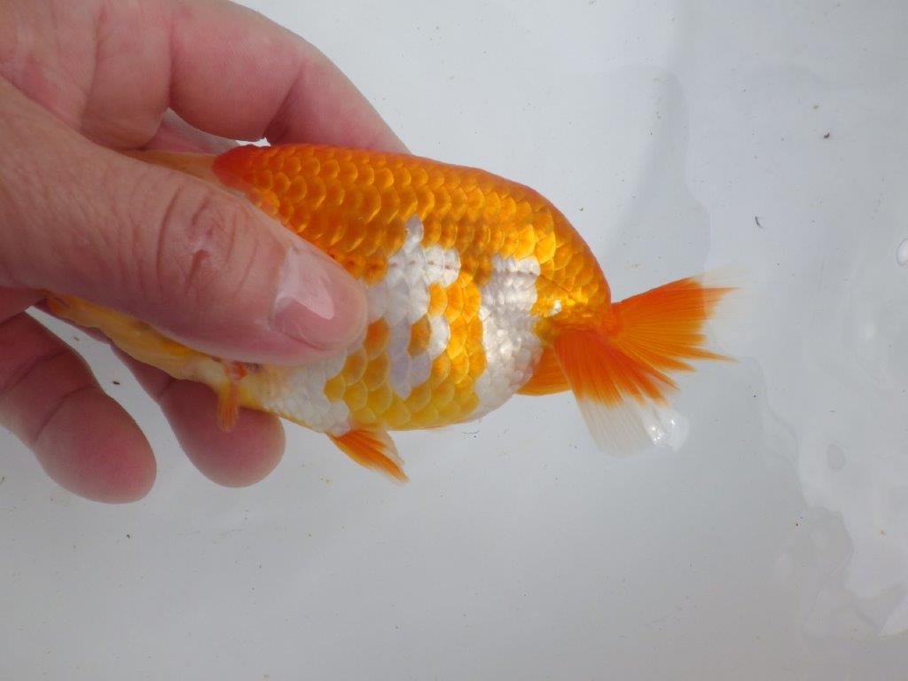 【全国大会東大関獲得ブリーダー 】ド派手な更紗!当歳らんちゅう約14㎝オス?