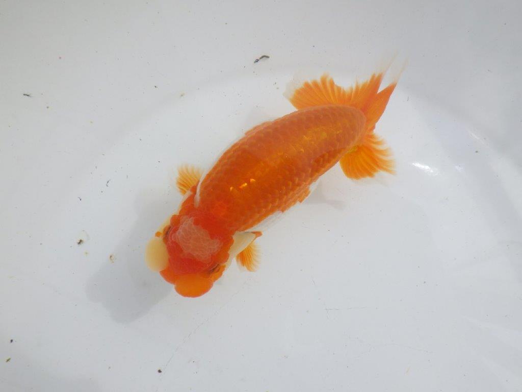 【全国大会東大関獲得ブリーダー 】仕上がりがよさそうな当歳らんちゅう約14,5㎝オス?