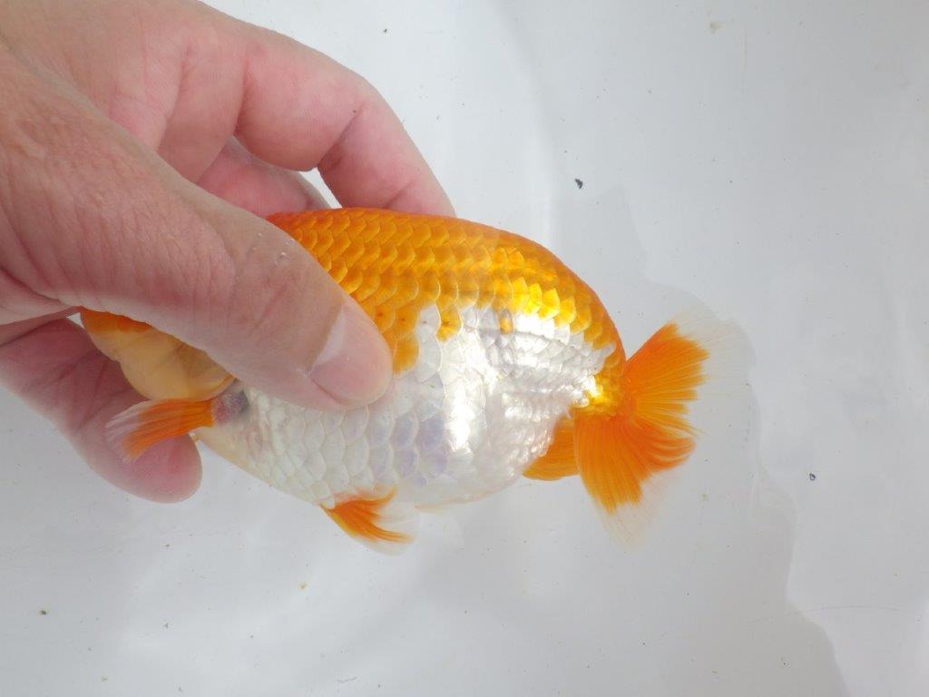 【全国大会東大関獲得ブリーダー 】仕上がりがよさそうな当歳らんちゅう約14,5㎝オス?