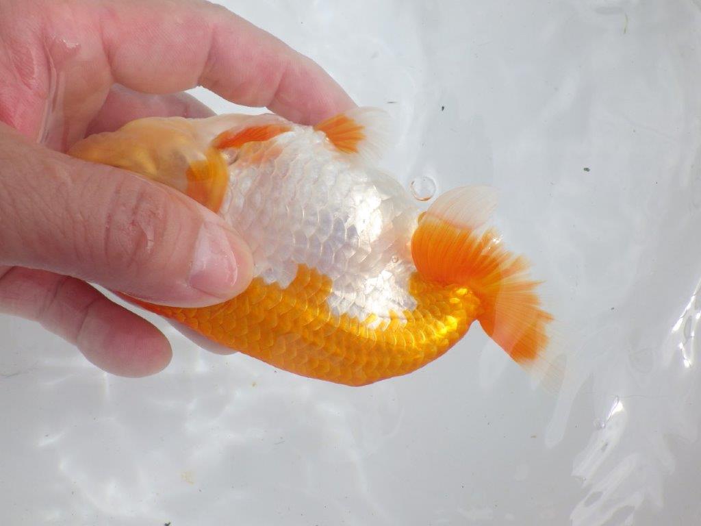 【全国大会東大関獲得ブリーダー 】仕上がりがよさそうな当歳らんちゅう約14,5㎝オス?