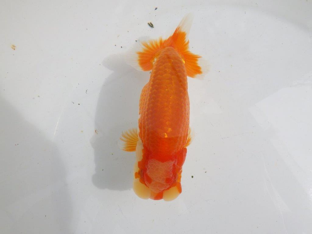 【全国大会東大関獲得ブリーダー 】上物当歳らんちゅう約15㎝オス?