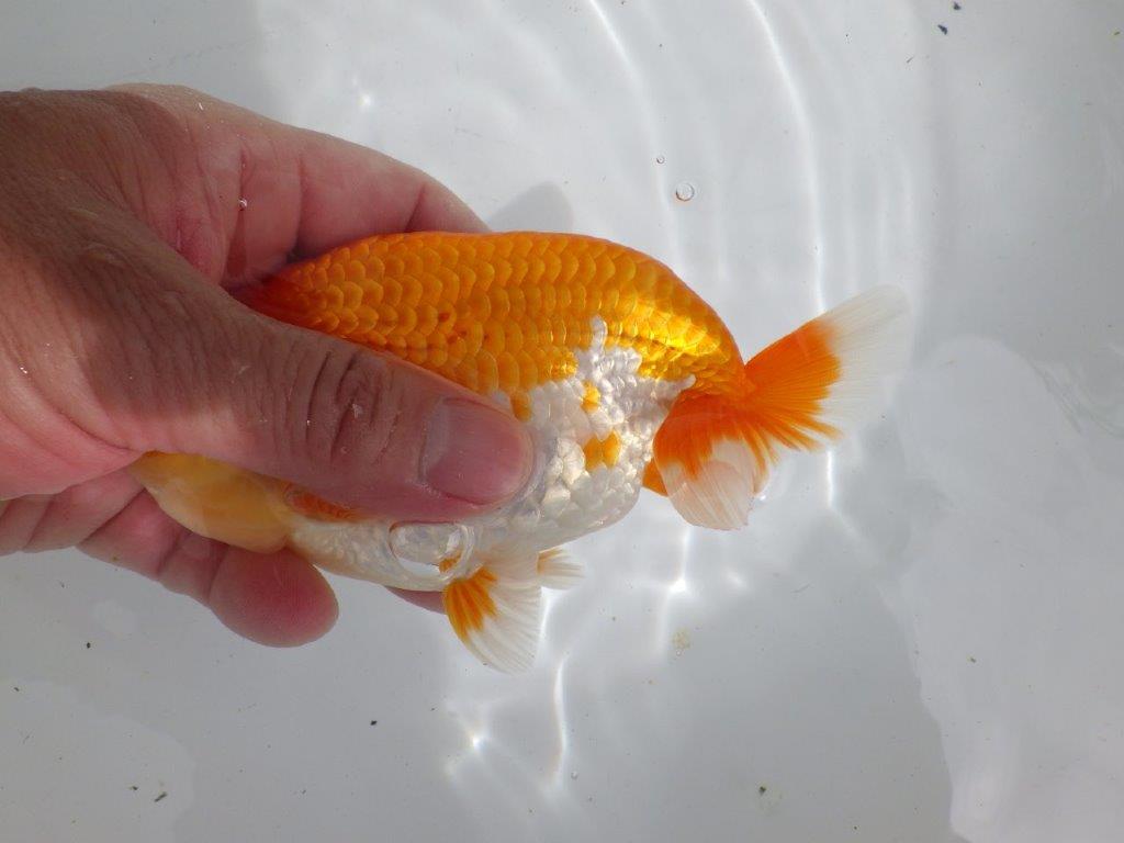 【全国大会東大関獲得ブリーダー 】上物当歳らんちゅう約15㎝オス?
