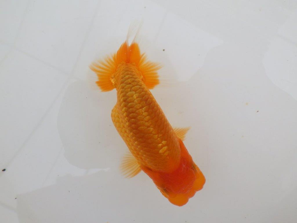 【全国大会西大関獲得ブリーダー 】フンタン＆背も綺麗な当歳らんちゅう約12㎝オス？