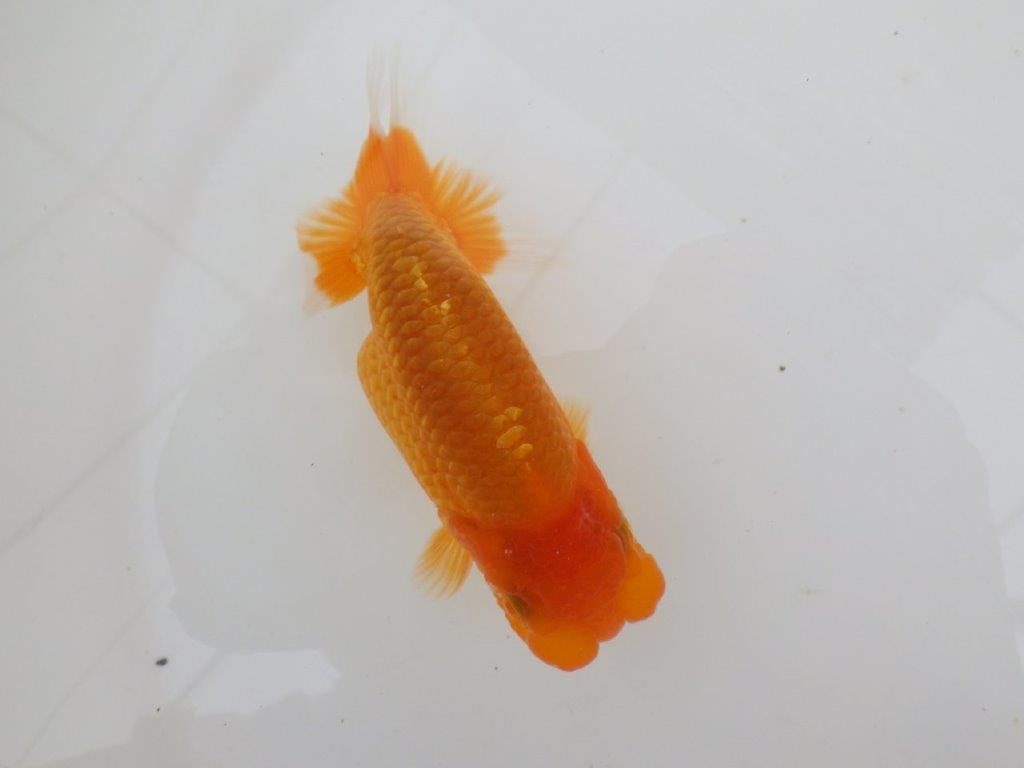 【全国大会西大関獲得ブリーダー 】フンタン＆背も綺麗な当歳らんちゅう約12㎝オス？