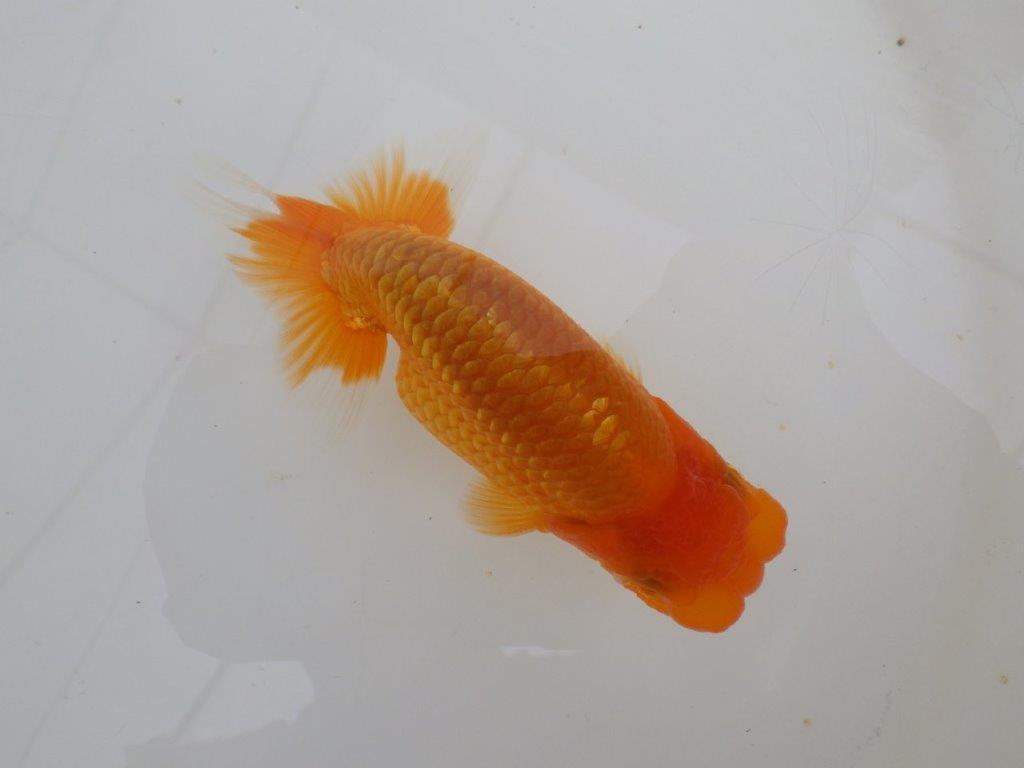 【全国大会西大関獲得ブリーダー 】フンタン＆背も綺麗な当歳らんちゅう約12㎝オス？の上身