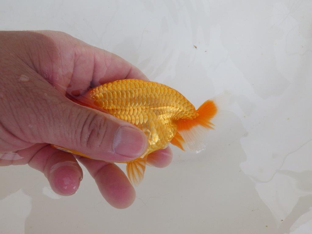 【全国大会西大関獲得ブリーダー 】フンタン＆背も綺麗な当歳らんちゅう約12㎝オス？