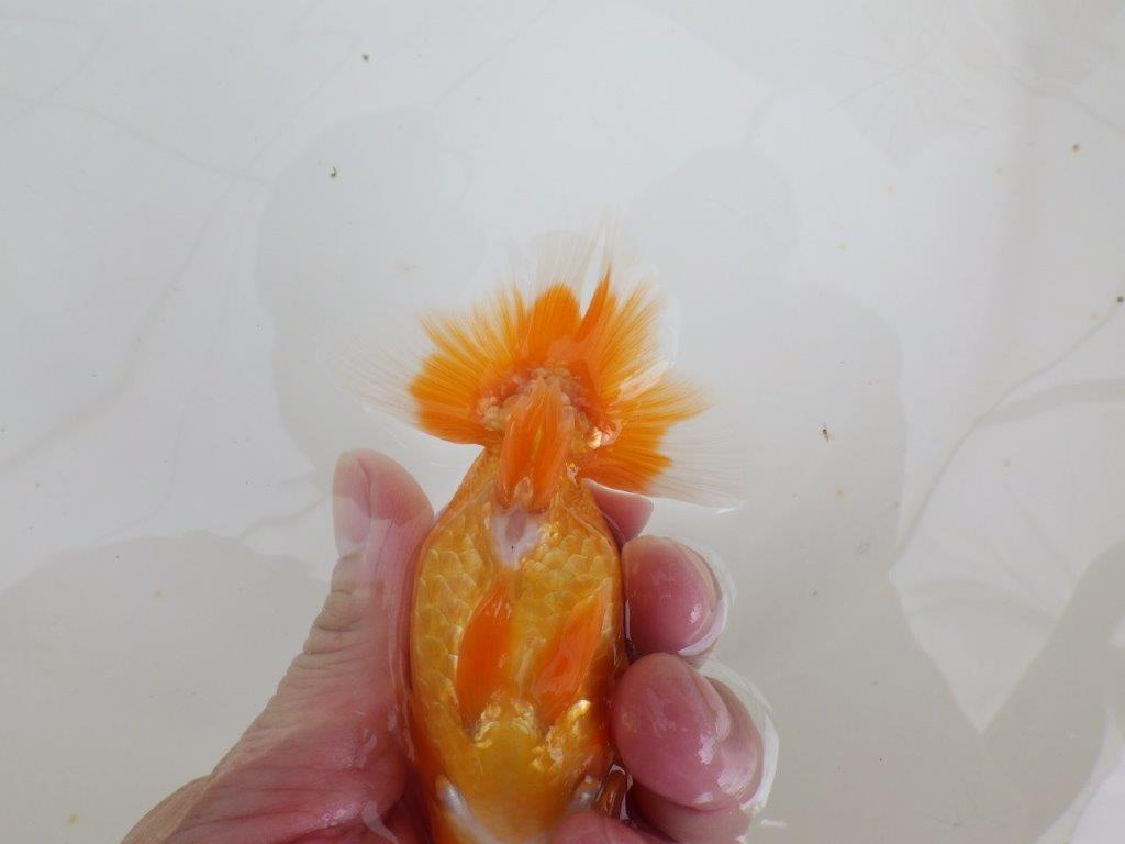 【全国大会西大関獲得ブリーダー 】フンタン＆背も綺麗な当歳らんちゅう約12㎝オス？