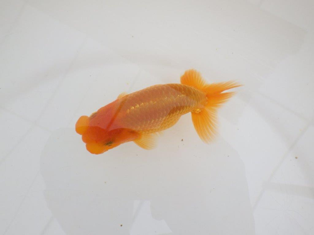 【全国大会西大関獲得ブリーダー 】種にもお勧めポイントアリの当歳らんちゅう約11,5㎝オス？