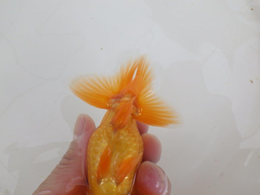 【全国大会西大関獲得ブリーダー 】種にもお勧めポイントアリの当歳らんちゅう約11,5㎝オス？