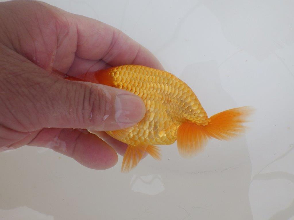 【全国大会西大関獲得ブリーダー 】種にもお勧めポイントアリの当歳らんちゅう約11,5㎝オス？