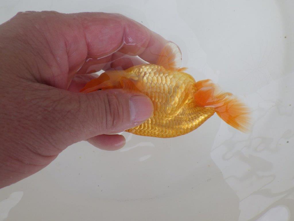 【全国大会西大関獲得ブリーダー 】種にもお勧めポイントアリの当歳らんちゅう約11,5㎝オス？