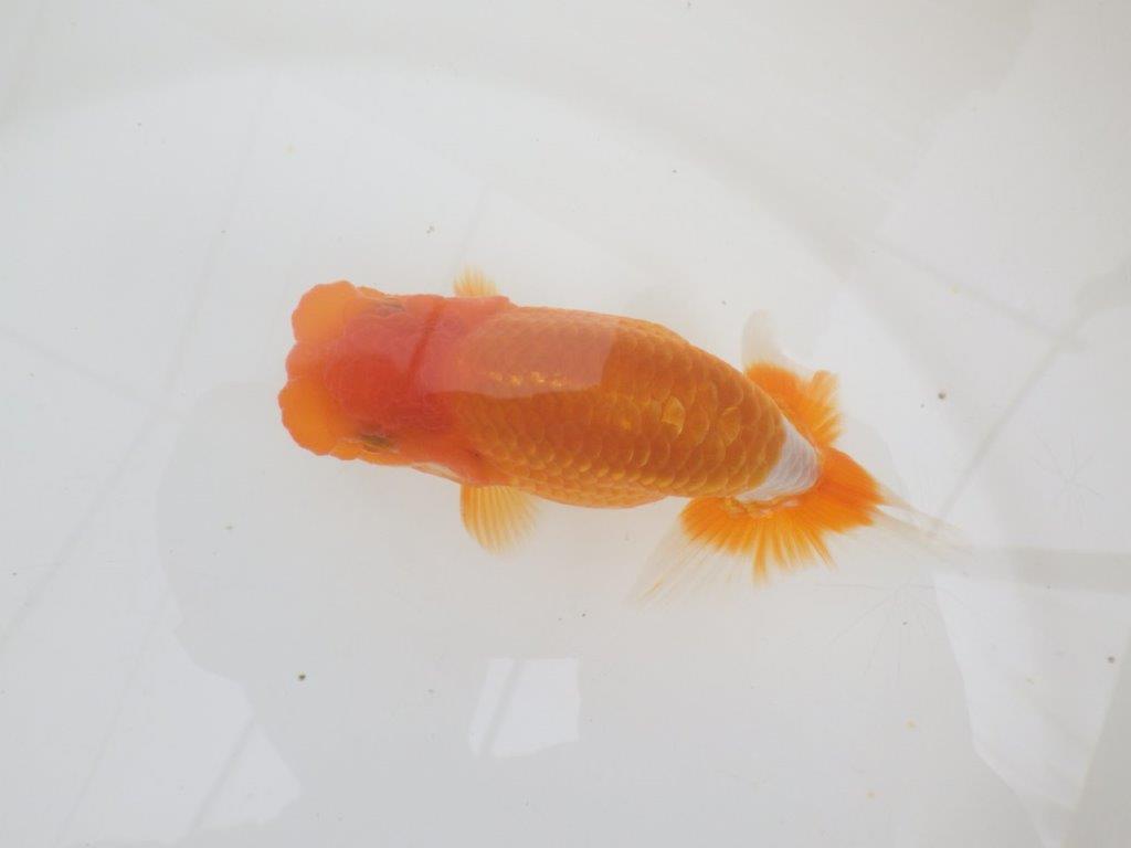 【全国大会西大関獲得ブリーダー 】上見が非常に良い当歳らんちゅう約12㎝オス?