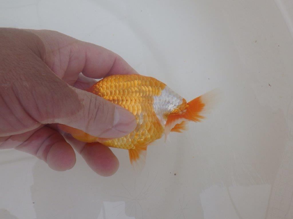 【全国大会西大関獲得ブリーダー 】上見が非常に良い当歳らんちゅう約12㎝オス?