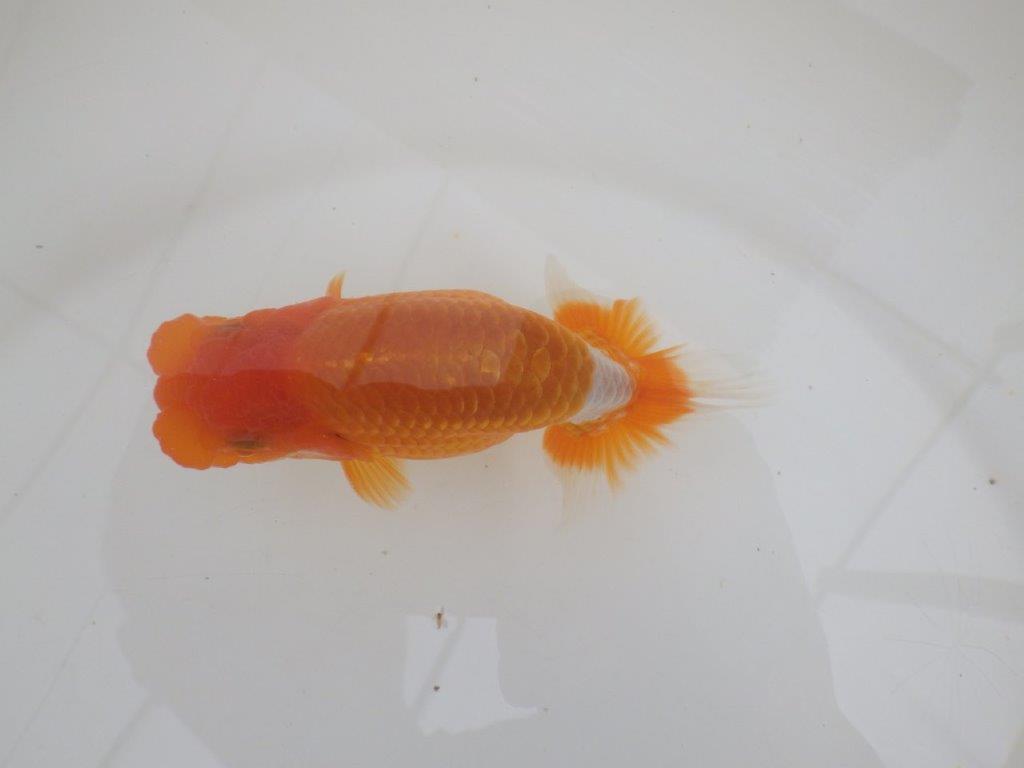 【全国大会西大関獲得ブリーダー 】上見が非常に良い当歳らんちゅう約12㎝オス?