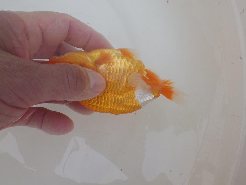 【全国大会西大関獲得ブリーダー 】上見が非常に良い当歳らんちゅう約12㎝オス?
