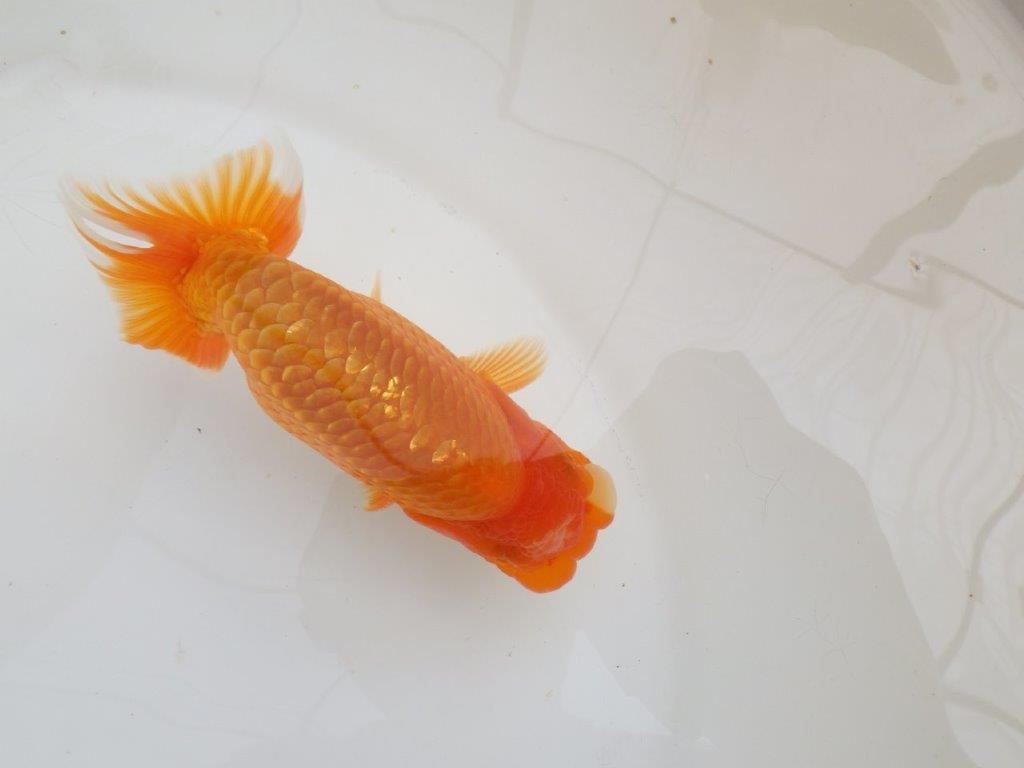 【全国大会西大関獲得ブリーダー 】ご鑑賞お勧め当歳らんちゅう約13,5㎝オス?
