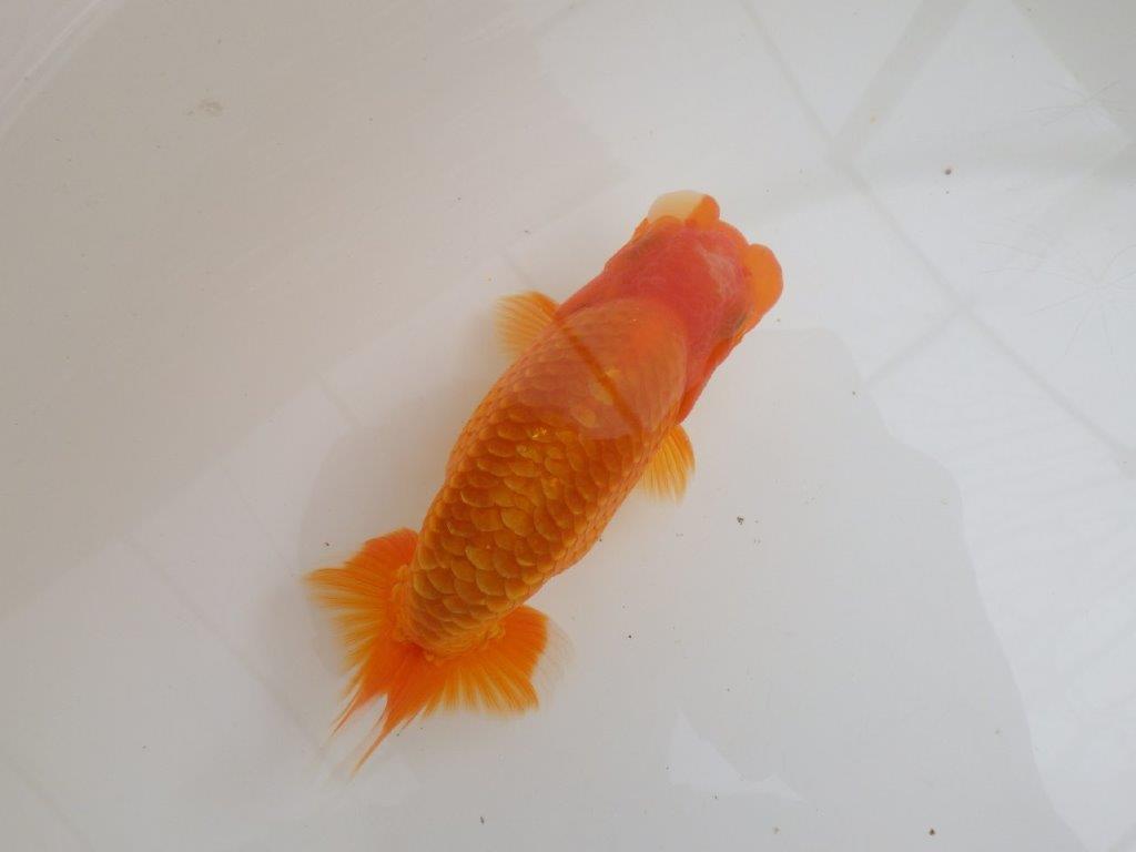 【全国大会西大関獲得ブリーダー 】ご鑑賞お勧め当歳らんちゅう約13,5㎝オス?
