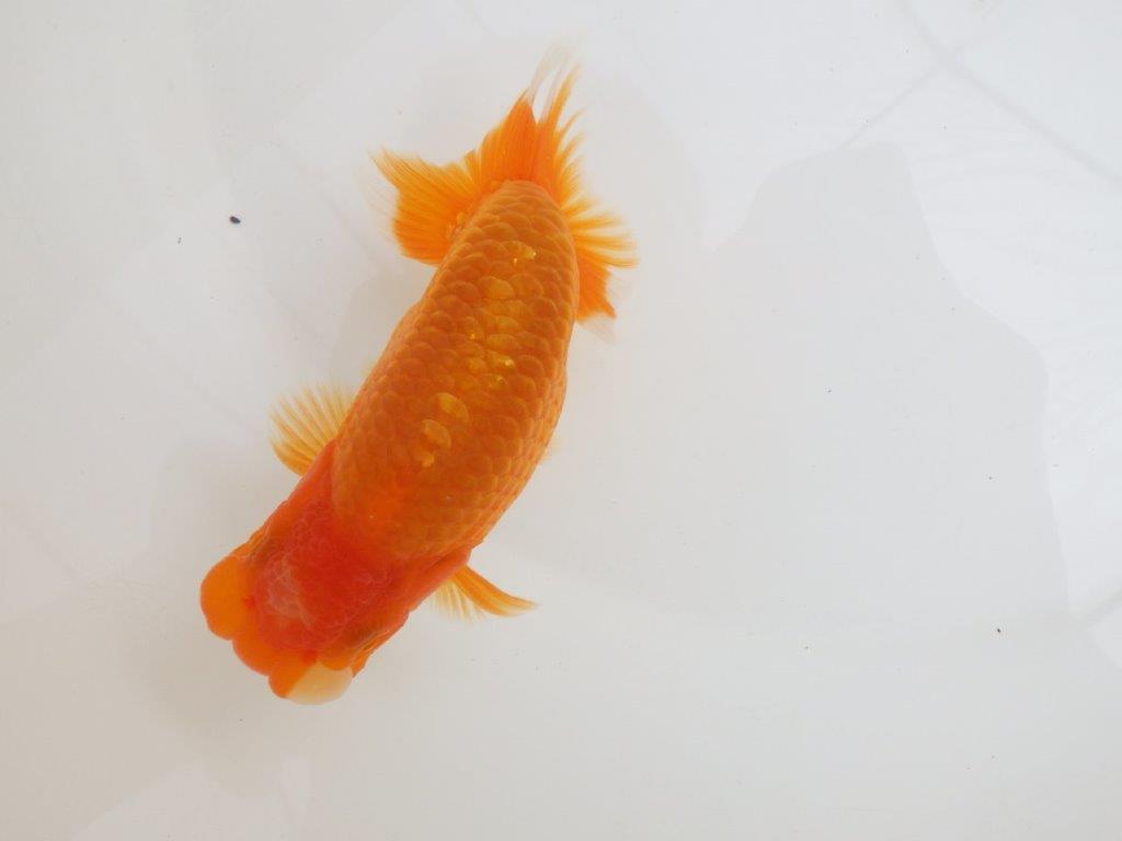 【全国大会西大関獲得ブリーダー 】ご鑑賞お勧め当歳らんちゅう約13,5㎝オス？の上身